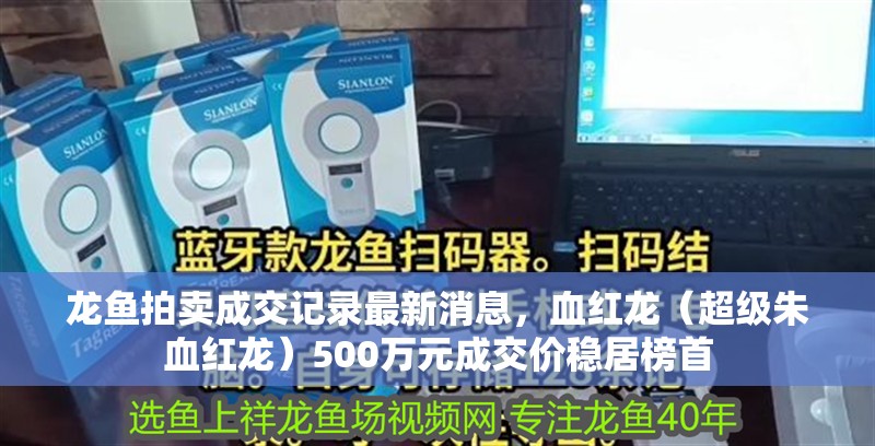 龍魚拍賣成交記錄最新消息，血紅龍（超級朱血紅龍）500萬元成交價穩居榜首