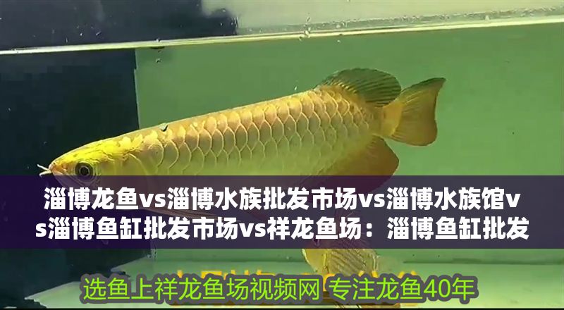 淄博龍魚vs淄博水族批發市場vs淄博水族館vs淄博魚缸批發市場vs祥龍魚場：淄博魚缸批發市場