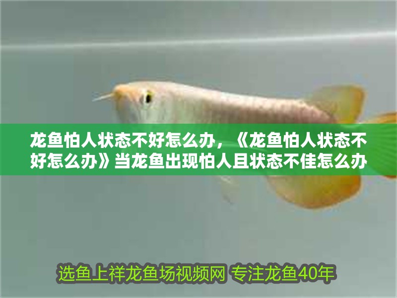 龍魚怕人狀態(tài)不好怎么辦，《龍魚怕人狀態(tài)不好怎么辦》當龍魚出現(xiàn)怕人且狀態(tài)不佳怎么辦