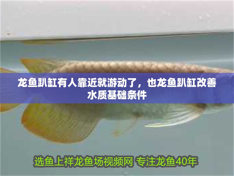龍魚趴缸有人靠近就游動了，也龍魚趴缸改善水質基礎條件 龍魚趴缸有人靠近就游動了，也龍魚趴缸改善水質基礎條件 水族問答