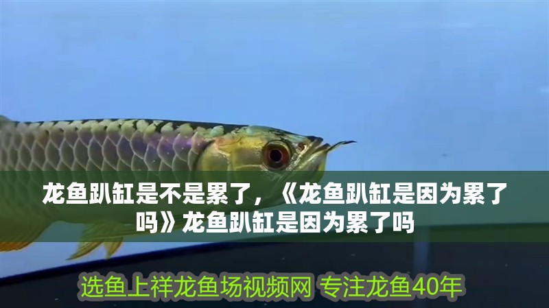 龍魚趴缸是不是累了，《龍魚趴缸是因為累了嗎》龍魚趴缸是因為累了嗎