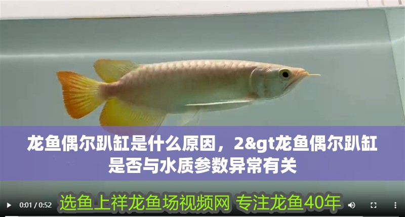 龍魚偶爾趴缸是什么原因，2&gt龍魚偶爾趴缸是否與水質(zhì)參數(shù)異常有關(guān)