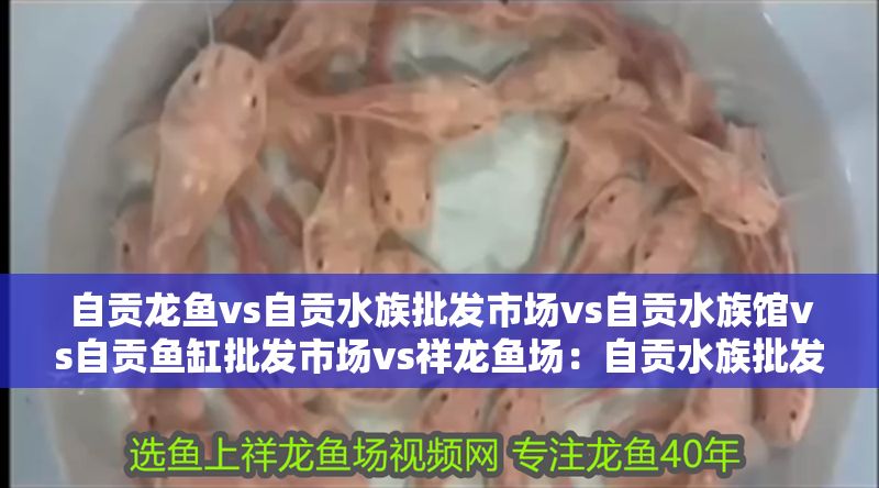 自貢龍魚vs自貢水族批發市場vs自貢水族館vs自貢魚缸批發市場vs祥龍魚場：自貢水族批發市場