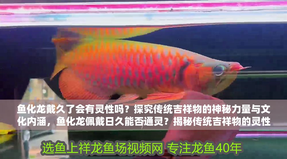 魚化龍戴久了會有靈性嗎？探究傳統(tǒng)吉祥物的神秘力量與文化內(nèi)涵，魚化龍佩戴日久能否通靈？揭秘傳統(tǒng)吉祥物的靈性傳說與文化底蘊(yùn)
