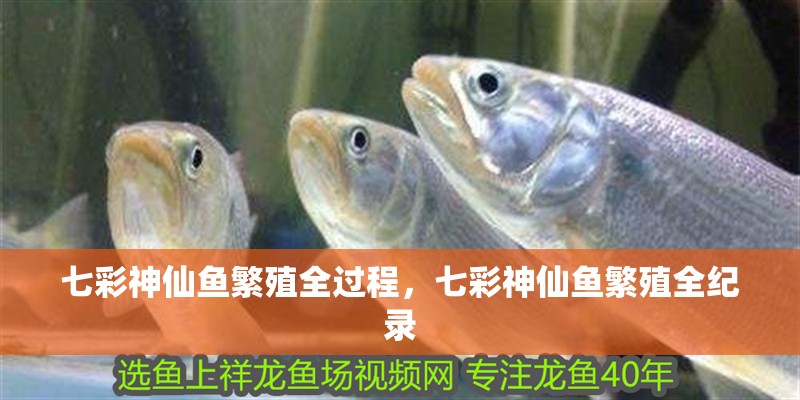 七彩神仙魚繁殖全過程，七彩神仙魚繁殖全紀錄