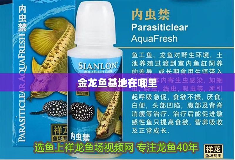金龍魚(yú)基地在哪里