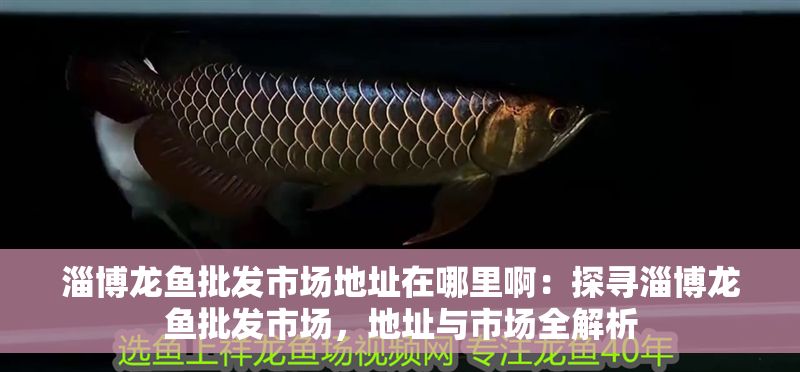 <strong><mark>淄博</mark></strong>龍魚批發市場地址在哪里啊：探尋<strong><mark>淄博</mark></strong>龍魚批發市場，地址與市場全解析