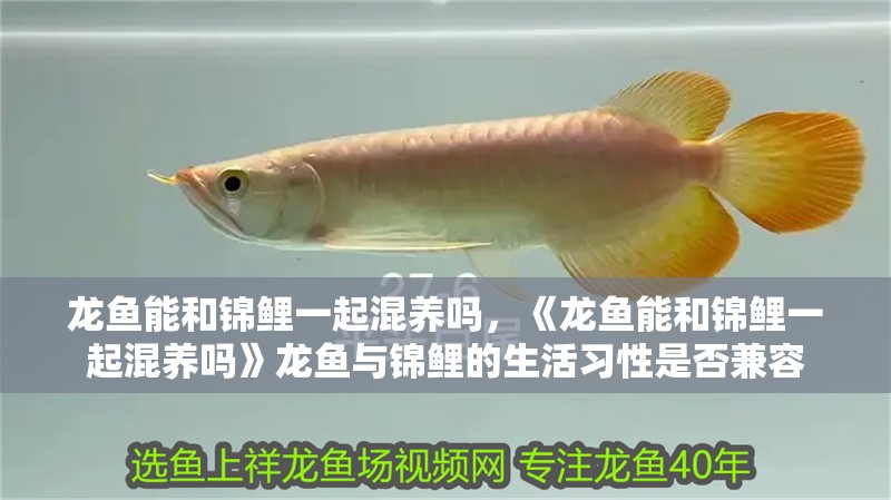 龍魚能和錦鯉一起混養嗎，《龍魚能和錦鯉一起混養嗎》龍魚與錦鯉的生活習性是否兼容