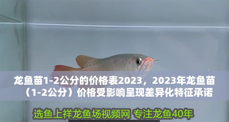 龍魚苗1-2公分的價(jià)格表2023，2023年龍魚苗（1-2公分）價(jià)格受影響呈現(xiàn)差異化特征承諾