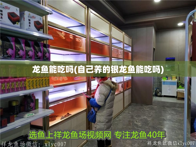 龍魚能吃嗎(自己養的銀龍魚能吃嗎)