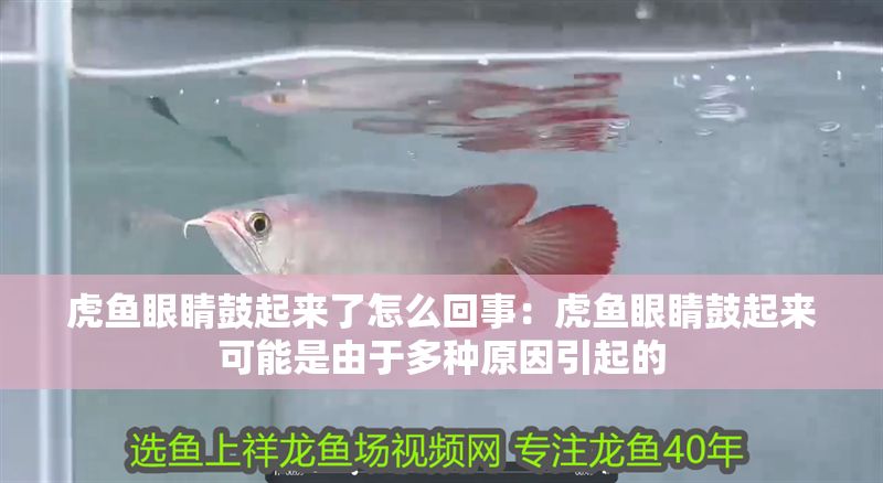 虎魚眼睛鼓起來了怎么回事：虎魚眼睛鼓起來可能是由于多種原因引起的