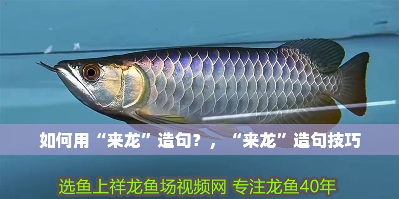 如何用“來龍”造句？，“來龍”造句技巧