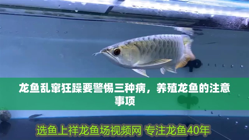 龍魚亂竄狂躁要警惕三種病，養(yǎng)殖龍魚的注意事項(xiàng)