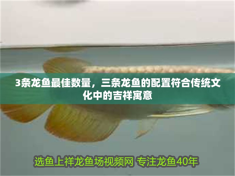3條龍魚最佳數(shù)量，三條龍魚的配置符合傳統(tǒng)文化中的吉祥寓意