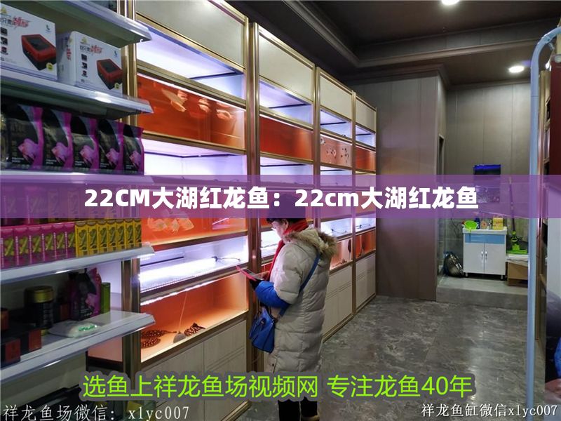 22CM大湖紅龍魚：22cm大湖紅龍魚