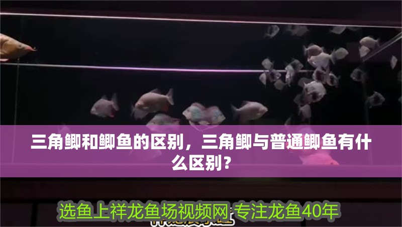 三角鯽和鯽魚的區(qū)別，三角鯽與普通鯽魚有什么區(qū)別？