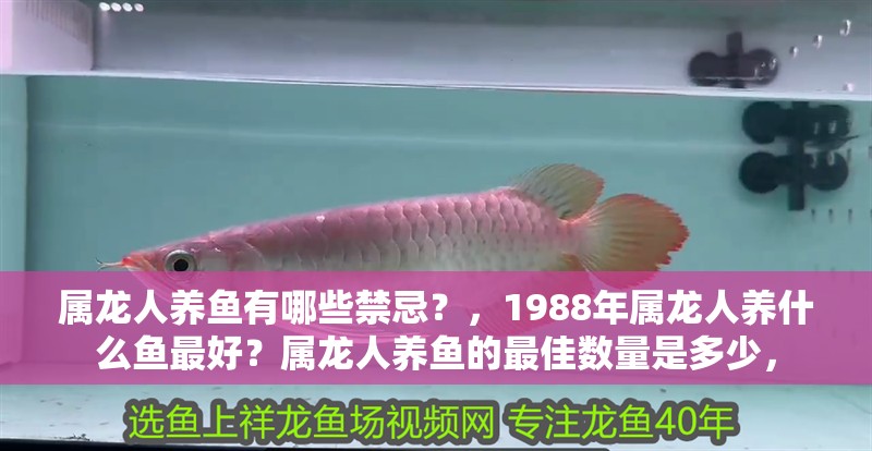 屬龍人養魚有哪些禁忌？，1988年屬龍人養什么魚最好？屬龍人養魚的最佳數量是多少，
