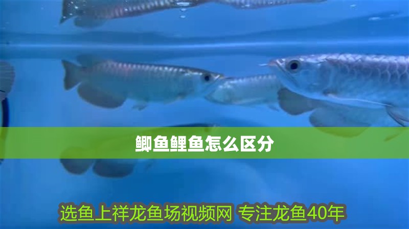 鯽魚鯉魚怎么區分