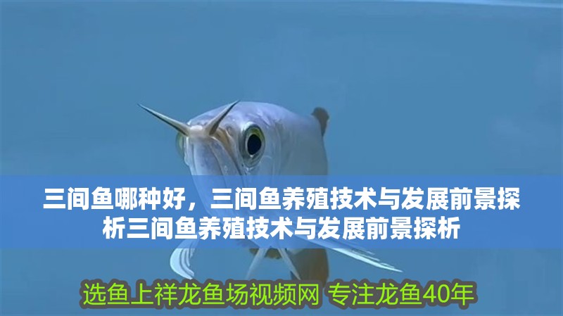 三間魚哪種好，三間魚養殖技術與發展前景探析三間魚養殖技術與發展前景探析