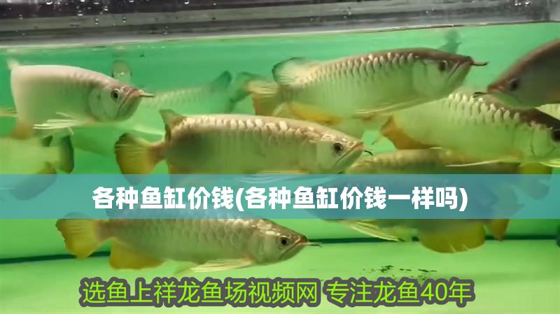 各種魚缸價錢(各種魚缸價錢一樣嗎)
