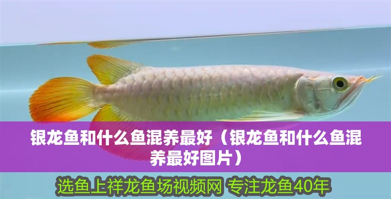 銀龍魚和什么魚混養最好（銀龍魚和什么魚混養最好圖片）