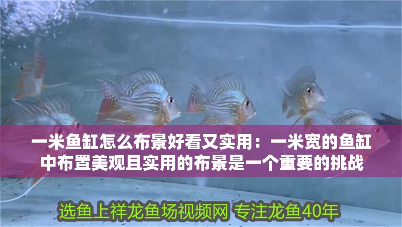 一米魚缸怎么布景好看又實用：一米寬的魚缸中布置美觀且實用的布景是一個重要的挑戰(zhàn)