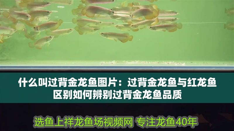 什么叫過背金龍魚圖片：過背金龍魚與紅龍魚區別如何辨別過背金龍魚品質