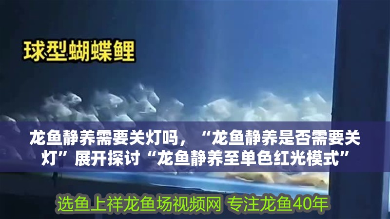 龍魚靜養需要關燈嗎，“龍魚靜養是否需要關燈”展開探討“龍魚靜養至單色紅光模式”