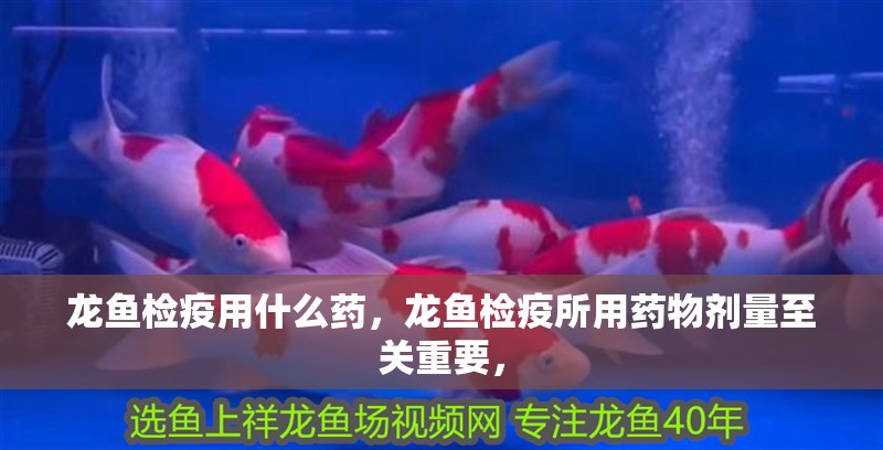 龍魚檢疫用什么藥，龍魚檢疫所用藥物劑量至關重要，