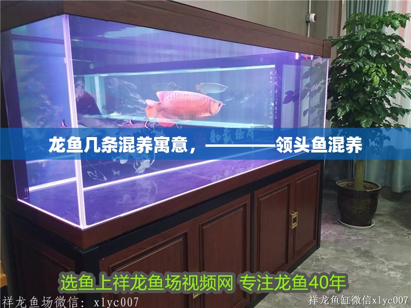 龍魚幾條混養寓意，————領頭魚混養