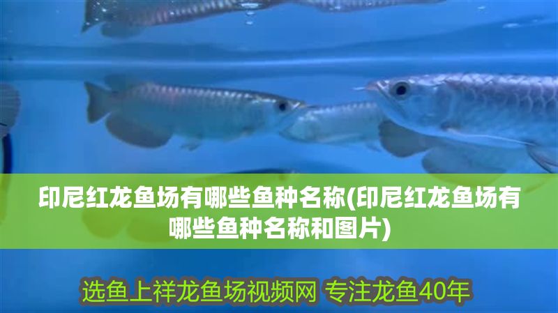 印尼紅龍魚場有哪些魚種名稱(印尼紅龍魚場有哪些魚種名稱和圖片)