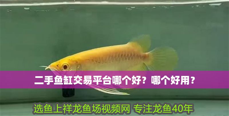 二手魚缸交易平臺哪個好？哪個好用？