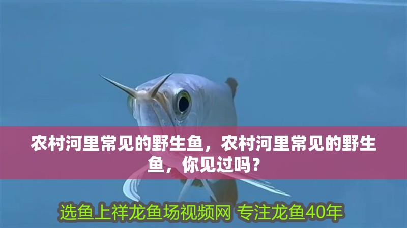 農村河里常見的野生魚，農村河里常見的野生魚，你見過嗎？