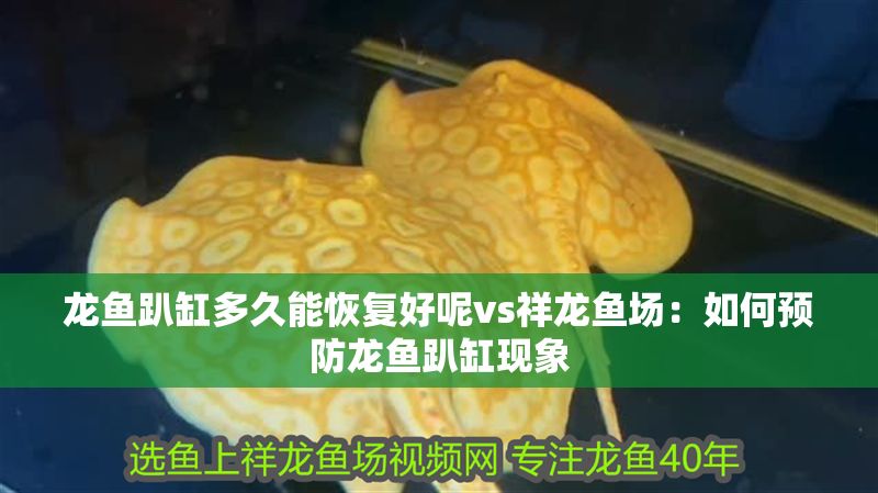龍魚趴缸多久能恢復(fù)好呢vs祥龍魚場：如何預(yù)防龍魚趴缸現(xiàn)象