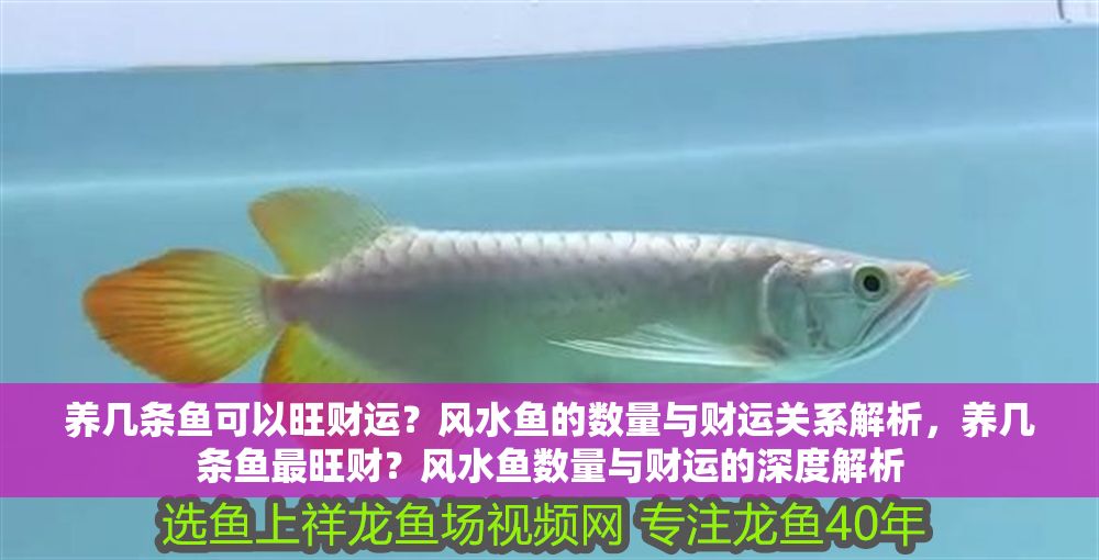 養(yǎng)幾條魚可以旺財運？風(fēng)水魚的數(shù)量與財運關(guān)系解析，養(yǎng)幾條魚最旺財？風(fēng)水魚數(shù)量與財運的深度解析