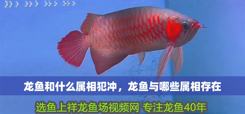 龍魚和什么屬相犯沖，龍魚與哪些屬相存在