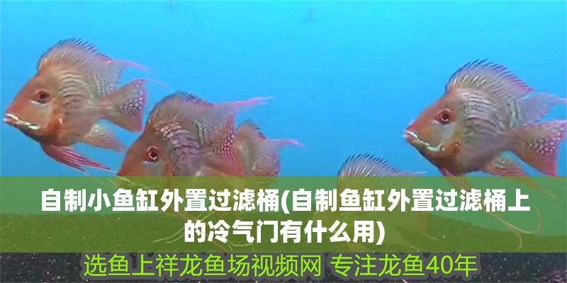 自制小魚缸外置過濾桶(自制魚缸外置過濾桶上的冷氣門有什么用)