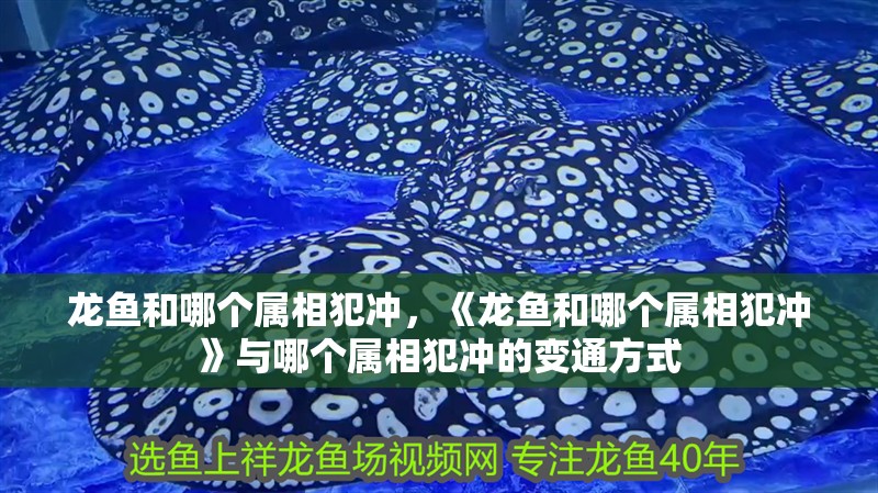 龍魚和哪個屬相犯沖，《龍魚和哪個屬相犯沖》與哪個屬相犯沖的變通方式