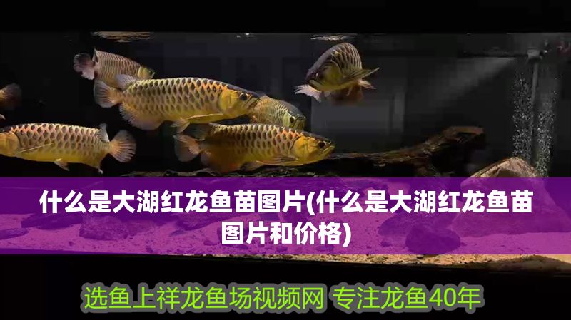 什么是大湖紅龍魚苗圖片(什么是大湖紅龍魚苗圖片和價(jià)格)