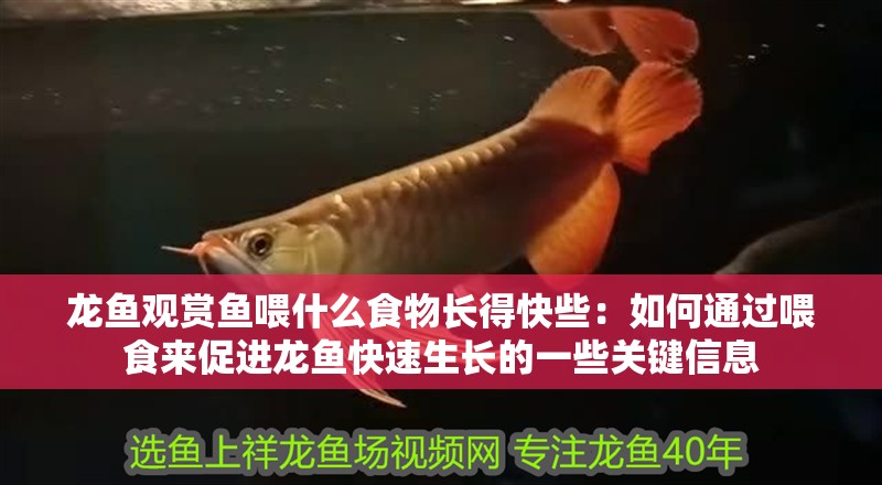 龍魚觀賞魚喂什么食物長得快些：如何通過喂食來促進龍魚快速生長的一些關鍵信息