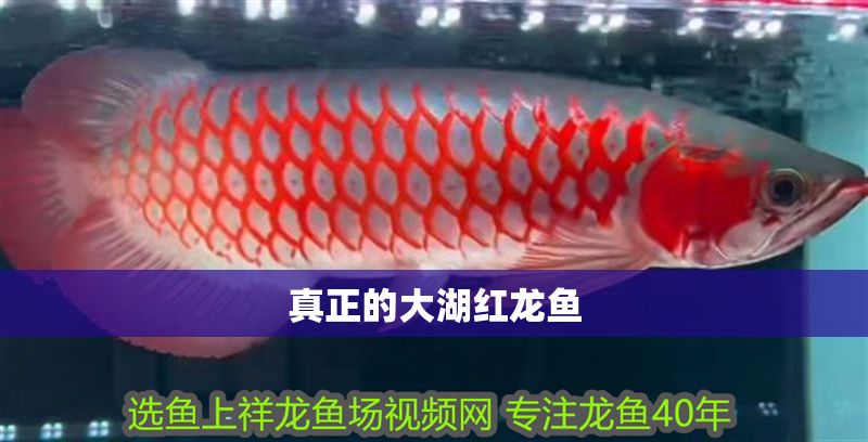 真正的大湖紅龍魚