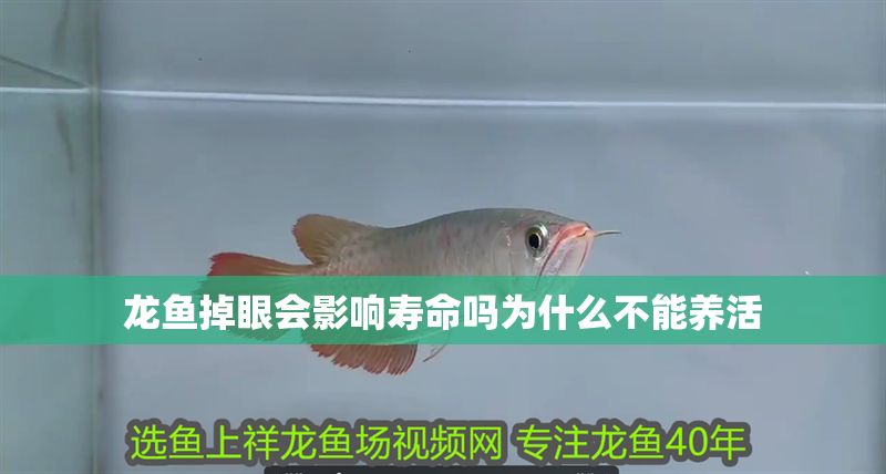 龍魚掉眼會影響壽命嗎為什么不能養活