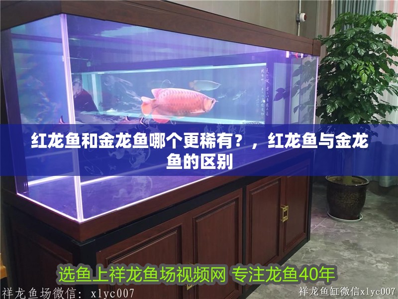 紅龍魚和金龍魚哪個更稀有？，紅龍魚與金龍魚的區別