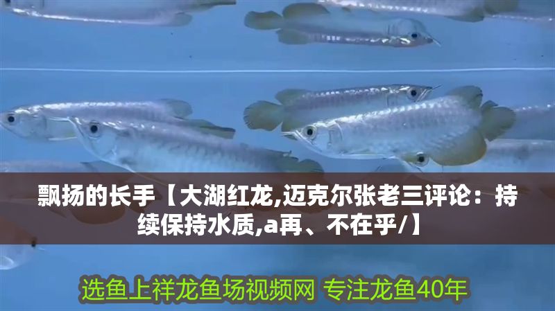飄揚的長手【大湖紅龍,邁克爾張老三評論：持續保持水質,a再、不在乎/】