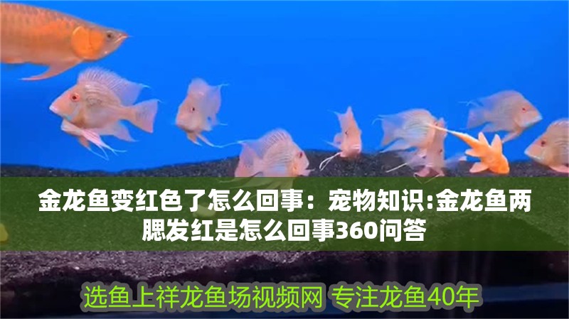 金龍魚變紅色了怎么回事：寵物知識:金龍魚兩腮發紅是怎么回事360問答
