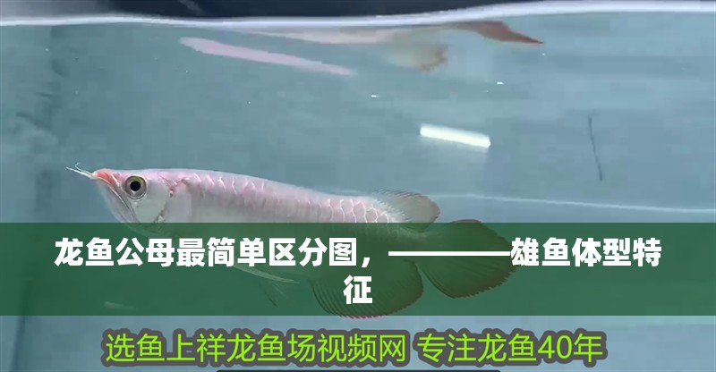 龍魚公母最簡單區(qū)分圖，————雄魚體型特征 龍魚公母最簡單區(qū)分圖，————雄魚體型特征 水族問答