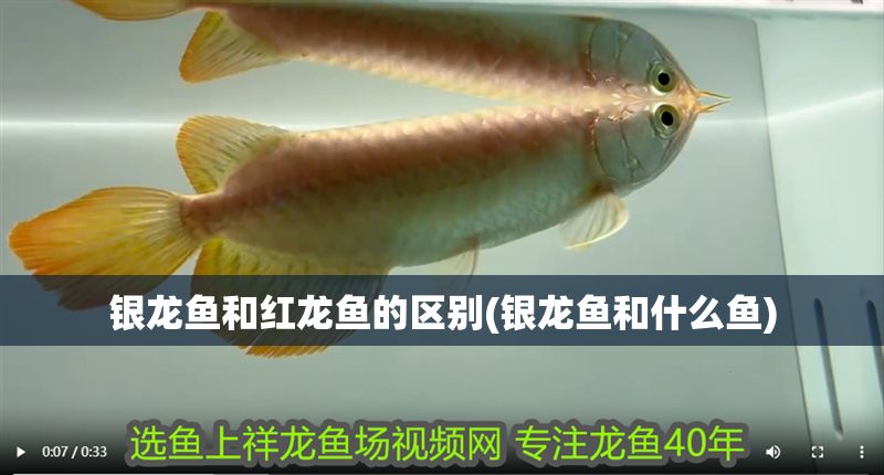 銀龍魚和紅龍魚的區別(銀龍魚和什么魚)