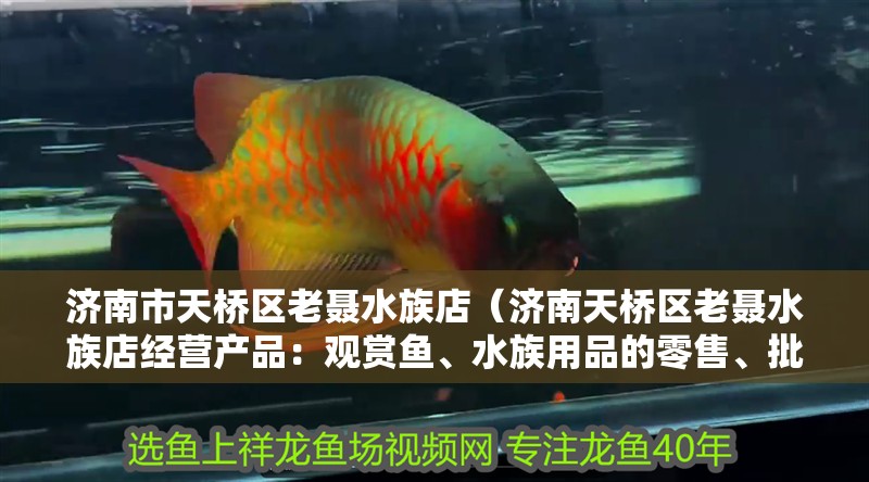 濟南市天橋區老聶水族店（濟南天橋區老聶水族店經營產品：觀賞魚、水族用品的零售、批發）