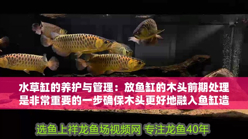 水草缸的養護與管理：放魚缸的木頭前期處理是非常重要的一步確保木頭更好地融入魚缸造景