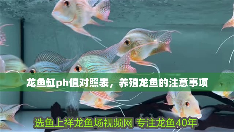 龍魚缸ph值對照表，養殖龍魚的注意事項